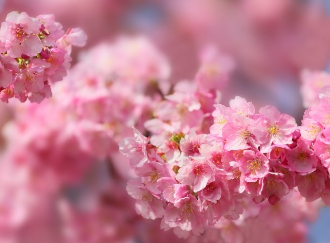 Stock Images sakura, blossom, spring, trees, 5k, Stock Images 827484329